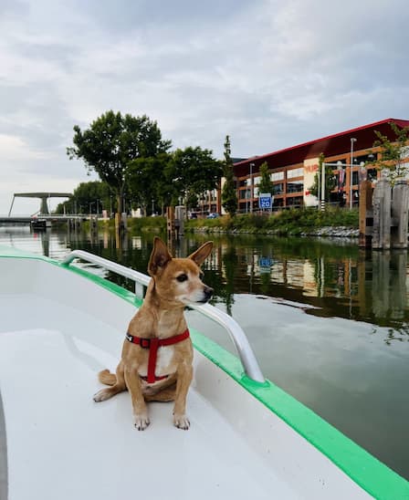 Exploring canals of Alkmaar, The Netherlands with my humans